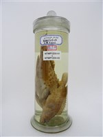 藏品(鱸滑石斑魚)的圖片